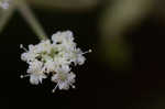 Hairy angelica